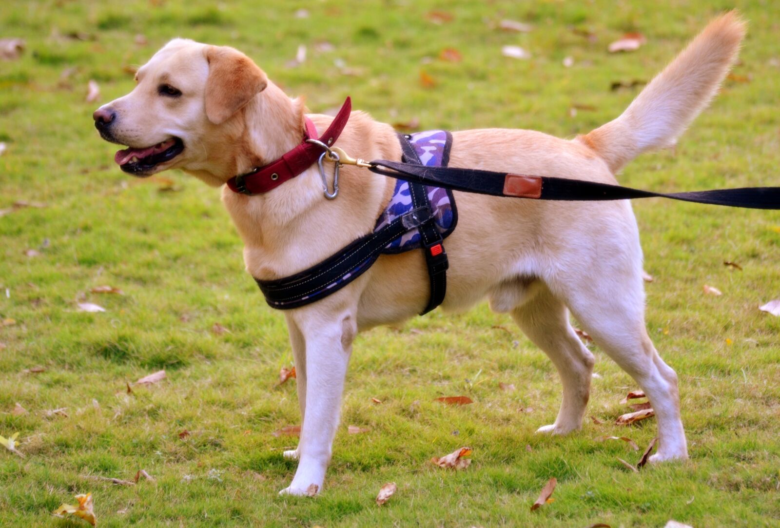 Nikon D3100 sample photo. The dog, cute, innocent photography