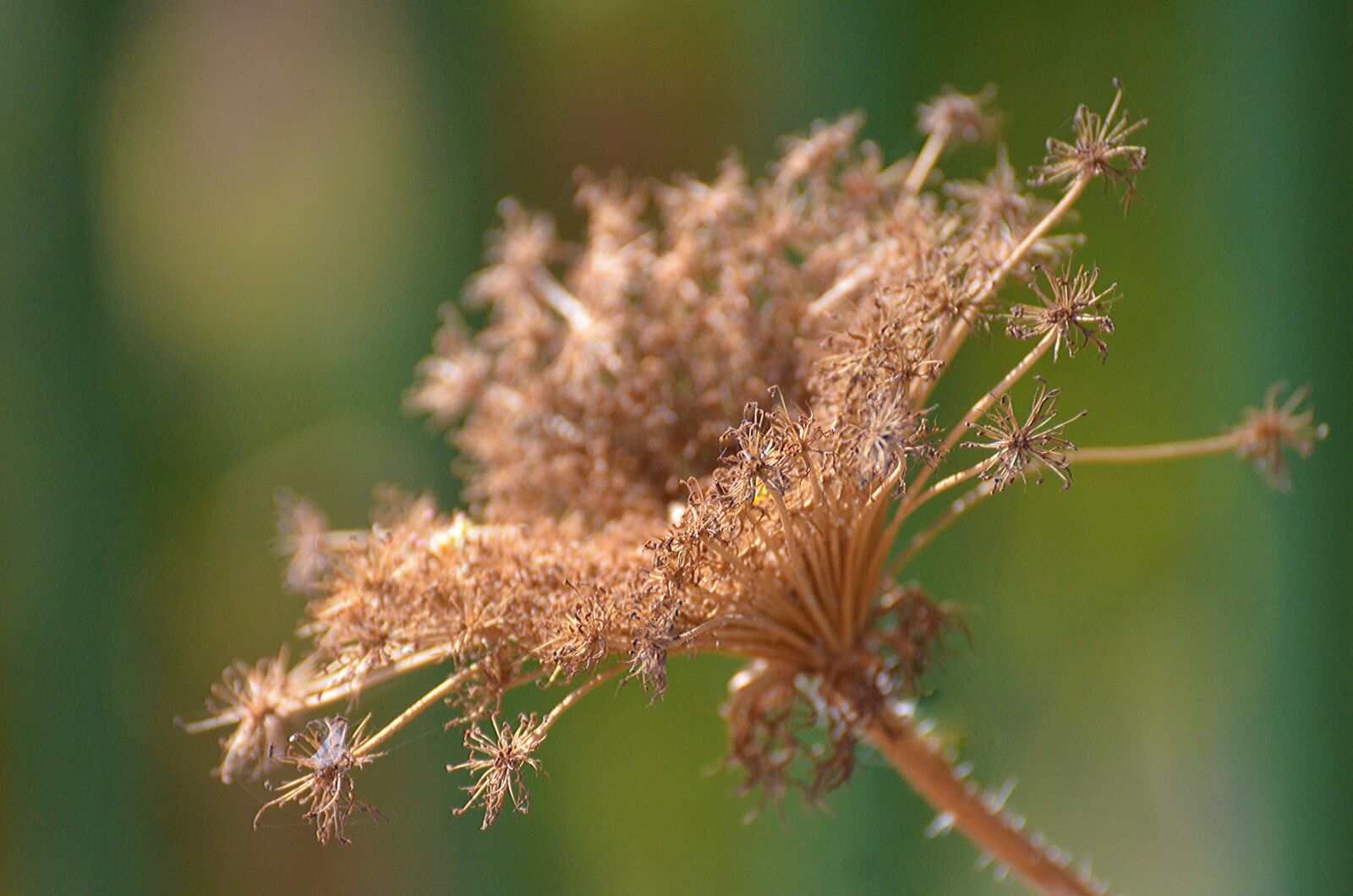 Nikon D7000 sample photo. Nature, flora, flower photography