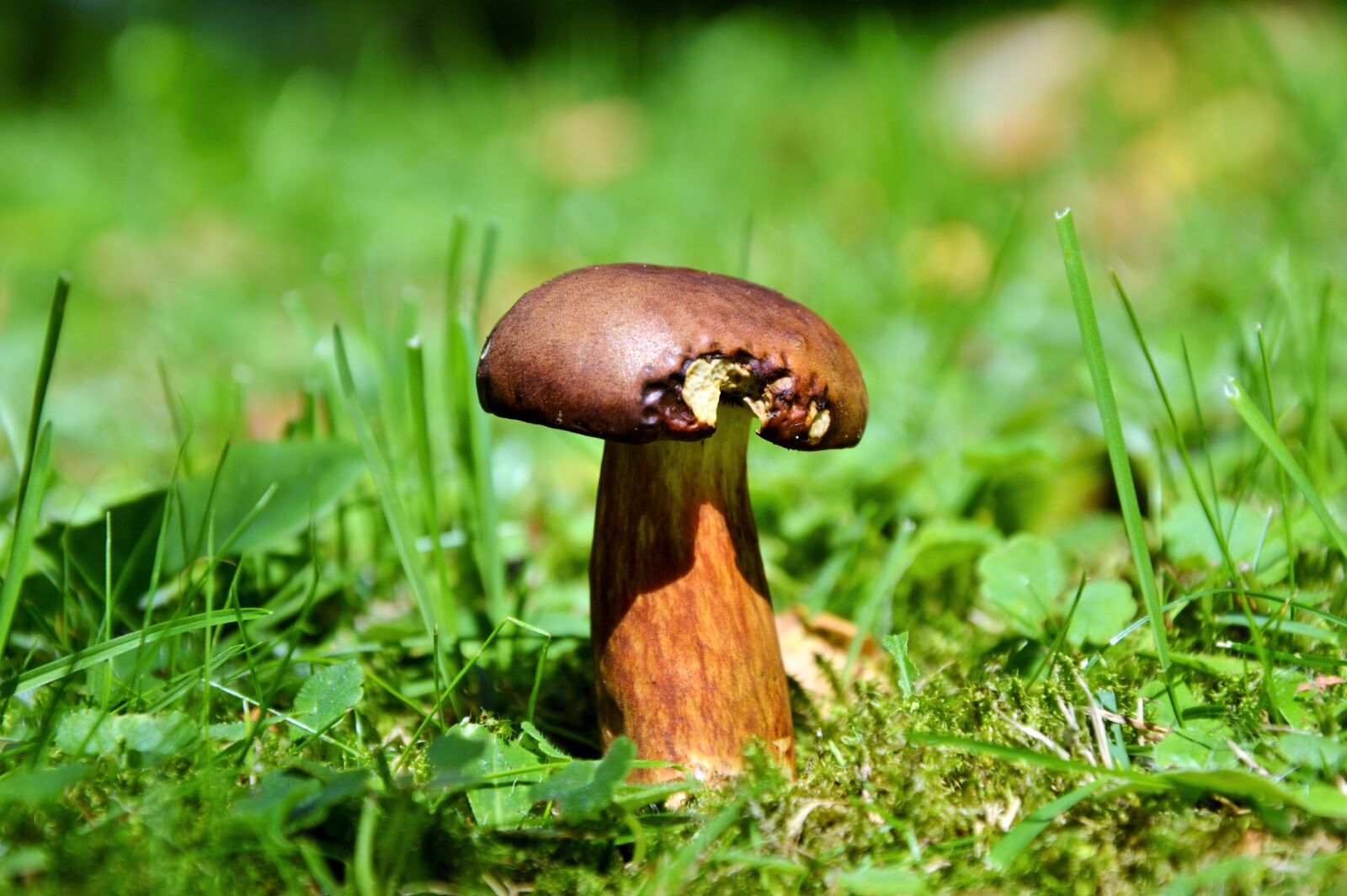 Nikon D3200 sample photo. Cep, mushroom, tube mushroom photography