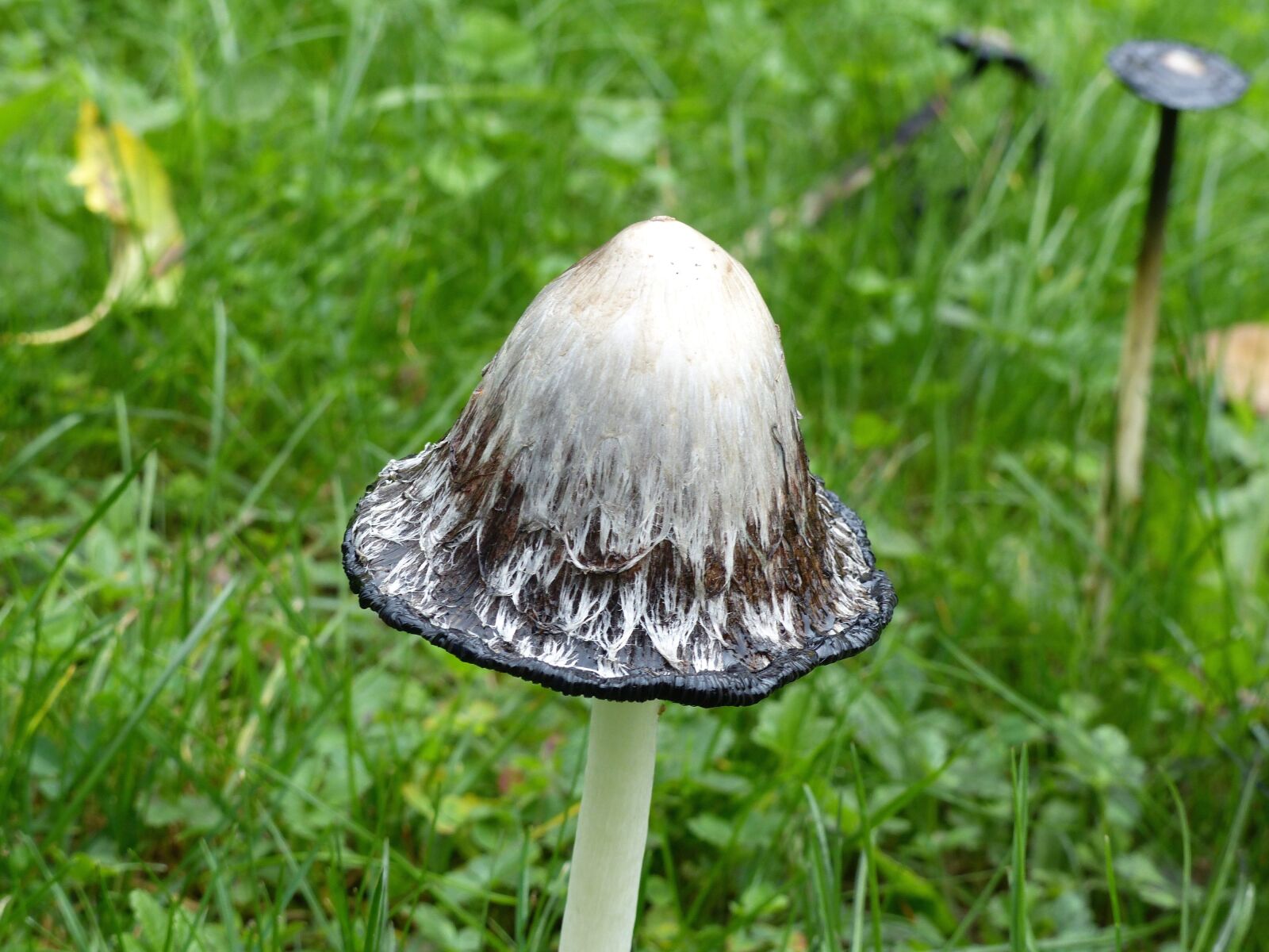 Panasonic Lumix DMC-FZ200 sample photo. Fungus, nature, fall photography