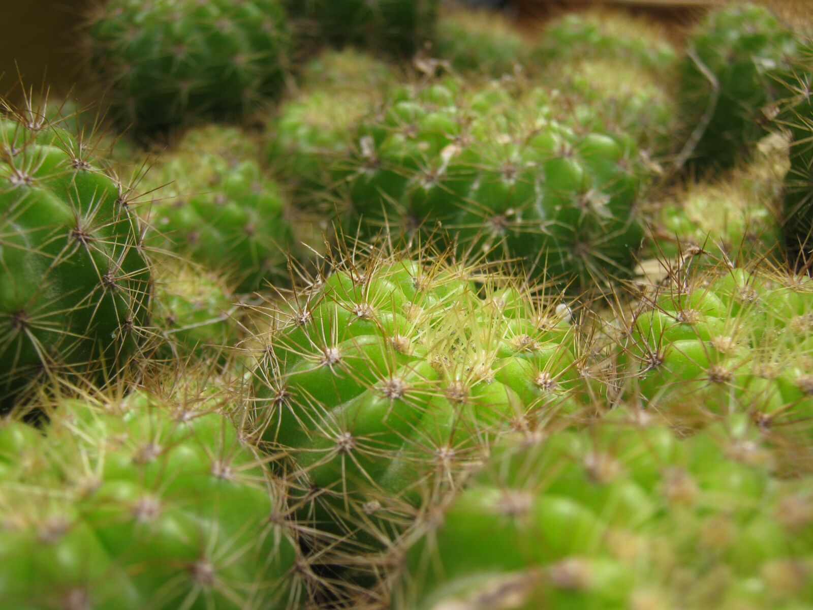Canon PowerShot A480 sample photo. Cactus, cactus spines, succulent photography