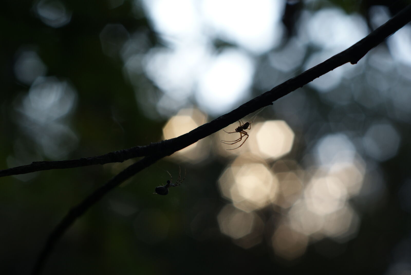 Minolta AF 50mm F1.7 sample photo