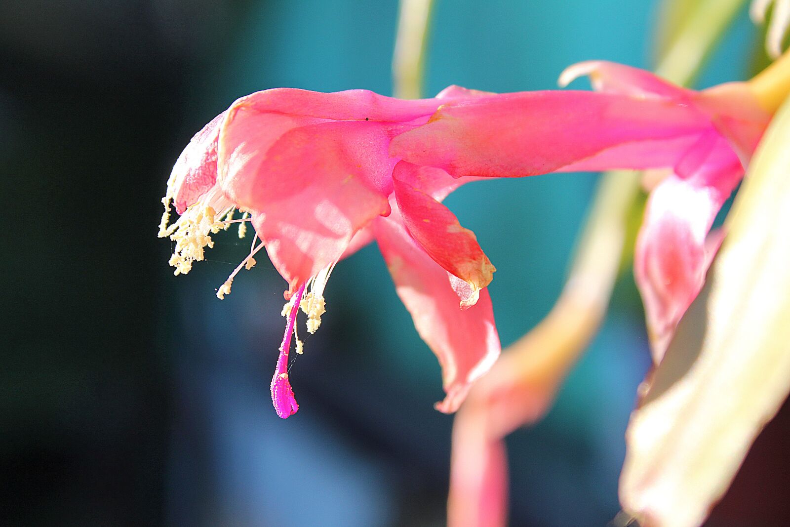 Canon EOS 1300D (EOS Rebel T6 / EOS Kiss X80) sample photo. Flower, garden, nature photography