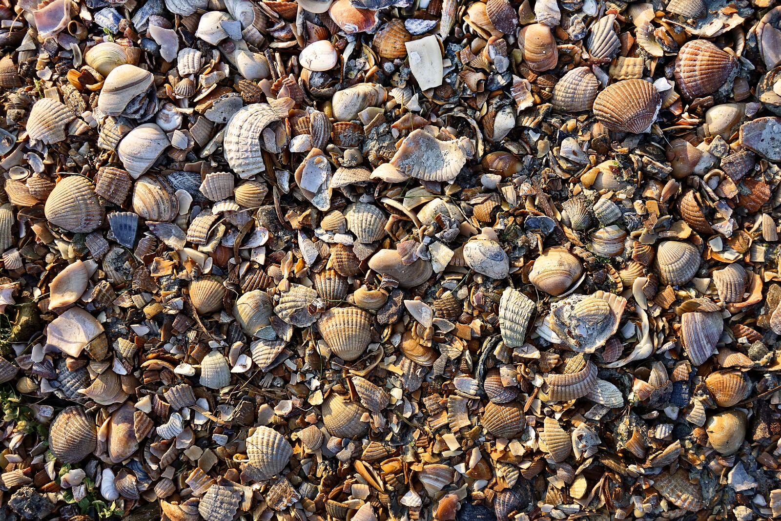 Sony Cyber-shot DSC-RX100 sample photo. Shell, sea shell, material photography