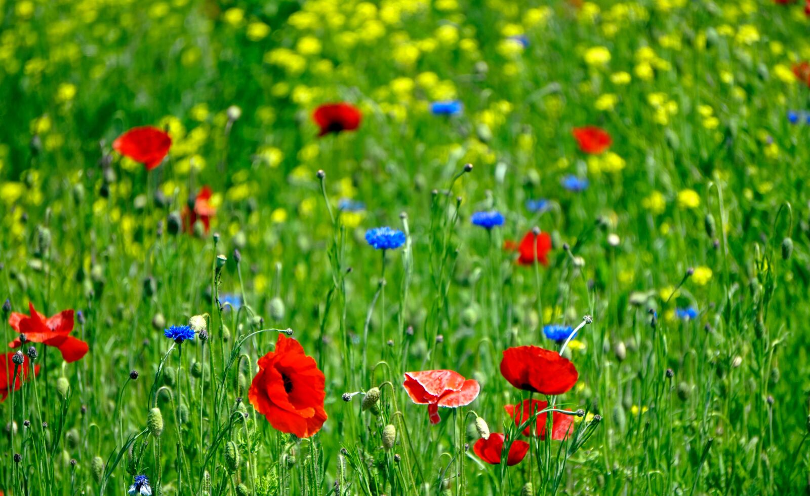 Sony Alpha a5000 (ILCE 5000) + Sony E 55-210mm F4.5-6.3 OSS sample photo. Flower meadow, poppy, cornflowers photography