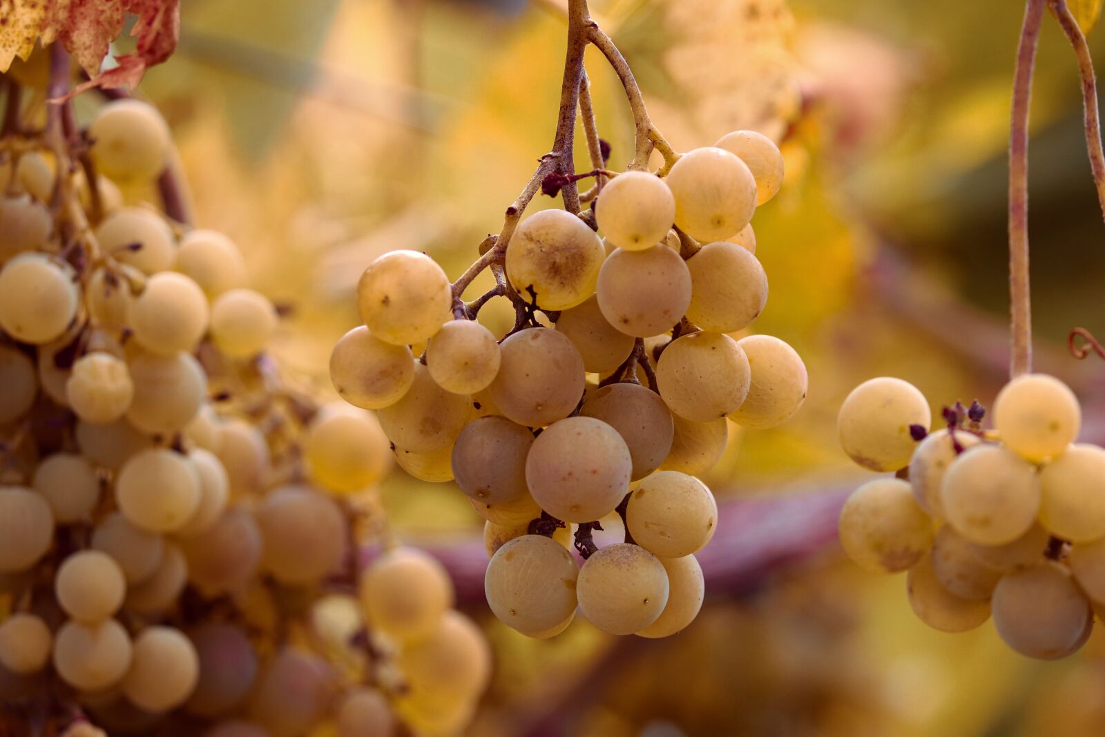 Canon EOS 200D (EOS Rebel SL2 / EOS Kiss X9) sample photo. Grape, grapes, vines photography