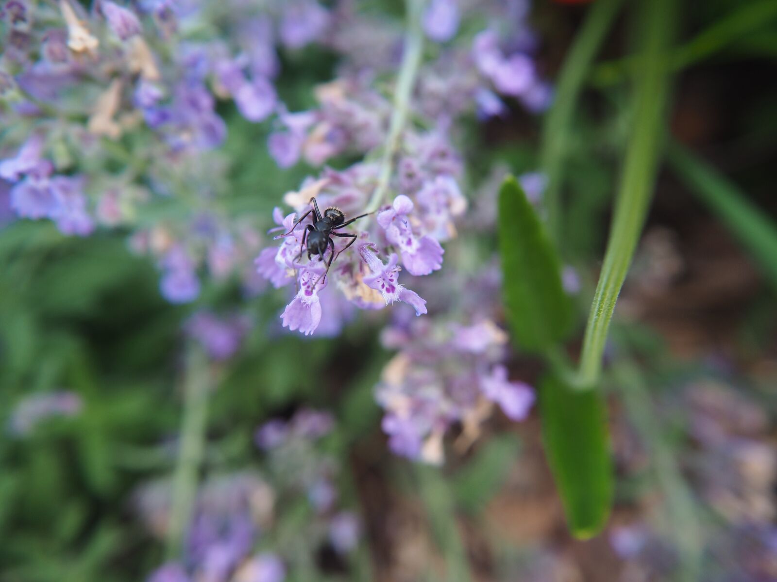 Olympus PEN E-PL7 sample photo. Flower, ant, summer photography