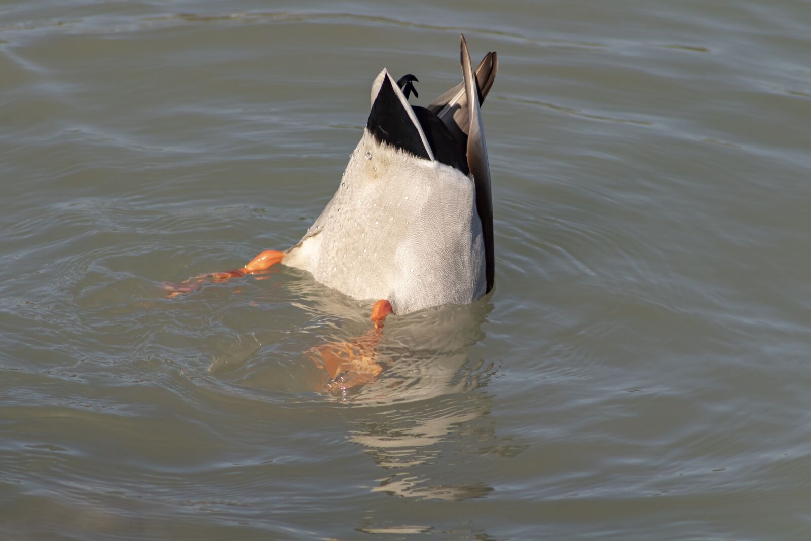 Canon EF75-300mm f/4-5.6 sample photo. Duck, wild ducks, teal photography