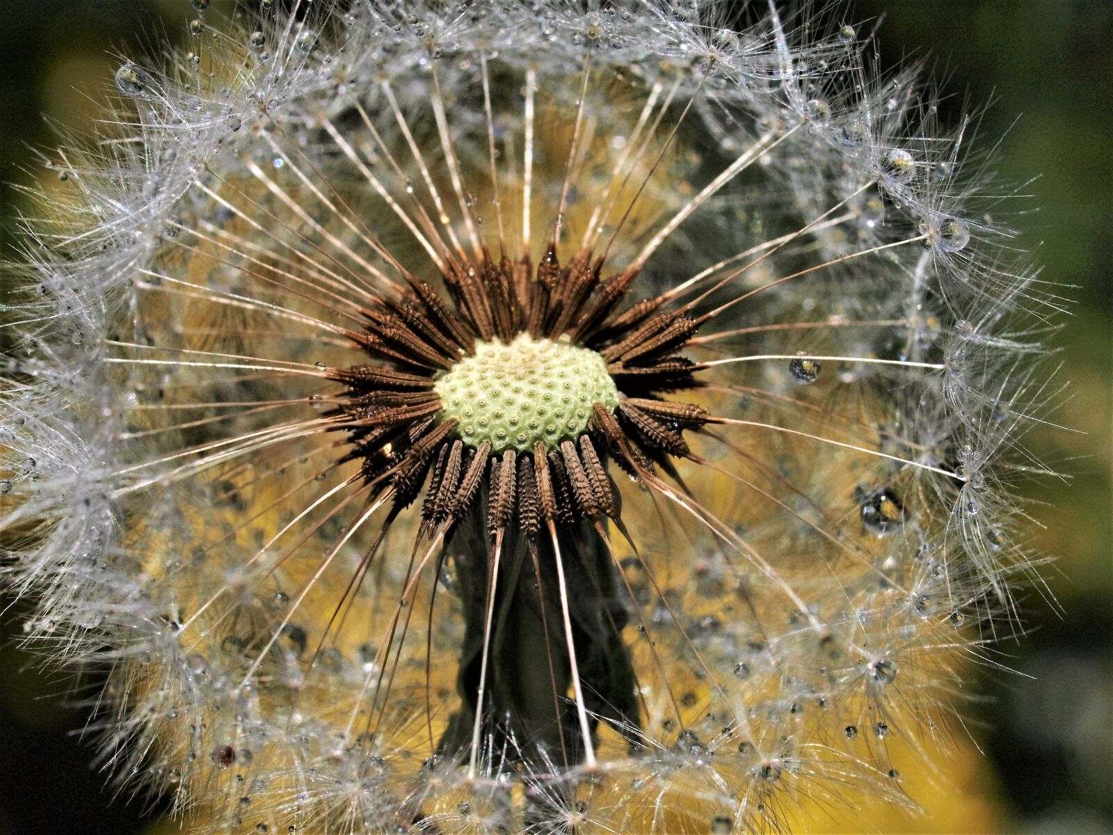 Olympus E-520 (EVOLT E-520) sample photo. Nature, dandelion, flora photography