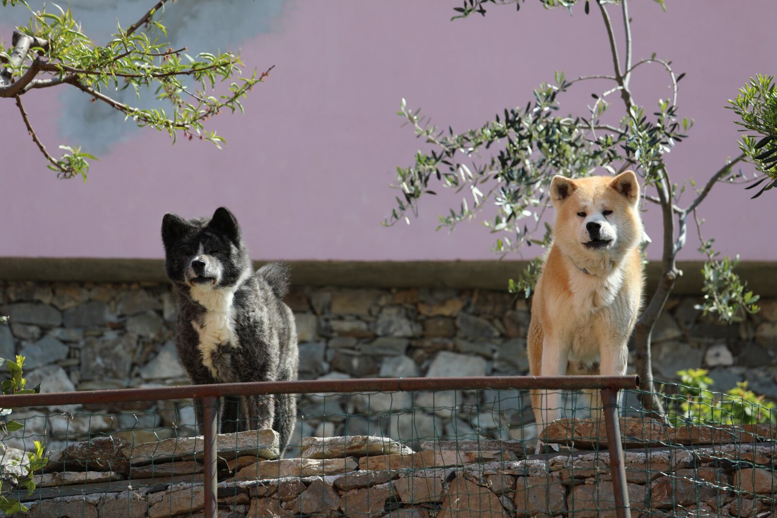 Canon EOS 5D Mark IV + Canon EF 70-200mm F4L IS USM sample photo. Dogs, guards, purebred dog photography