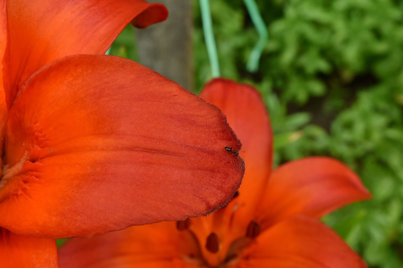 Nikon D5500 sample photo. Ants, detail, insect, lily photography