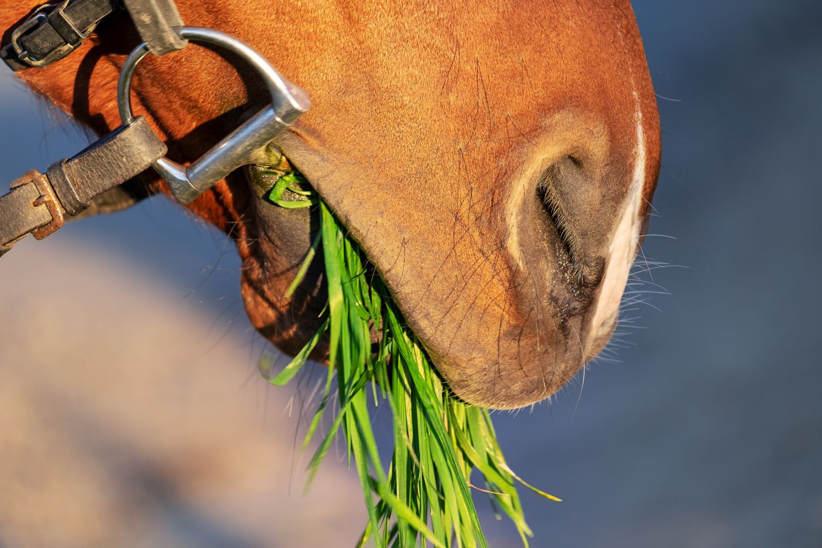 Fujifilm XF 55-200mm F3.5-4.8 R LM OIS sample photo. Horse snout, nostrils, close photography