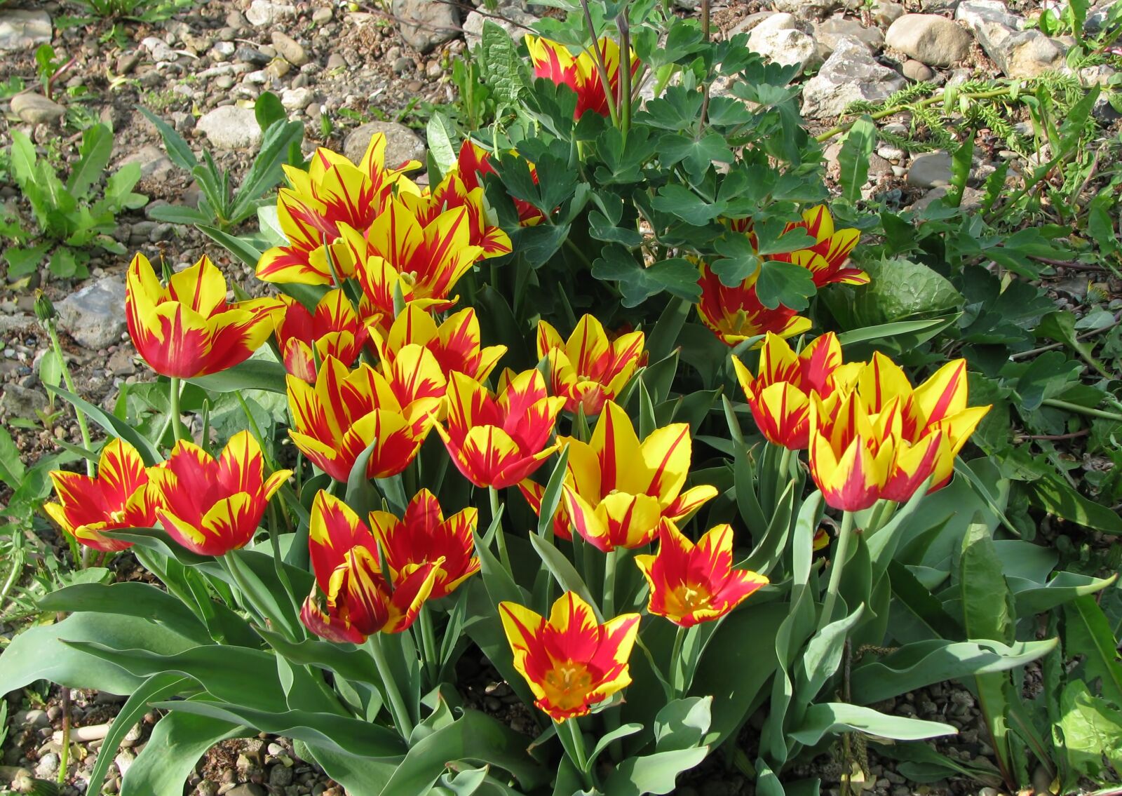 Canon POWERSHOT S5 IS sample photo. Spring, tulips, nature photography
