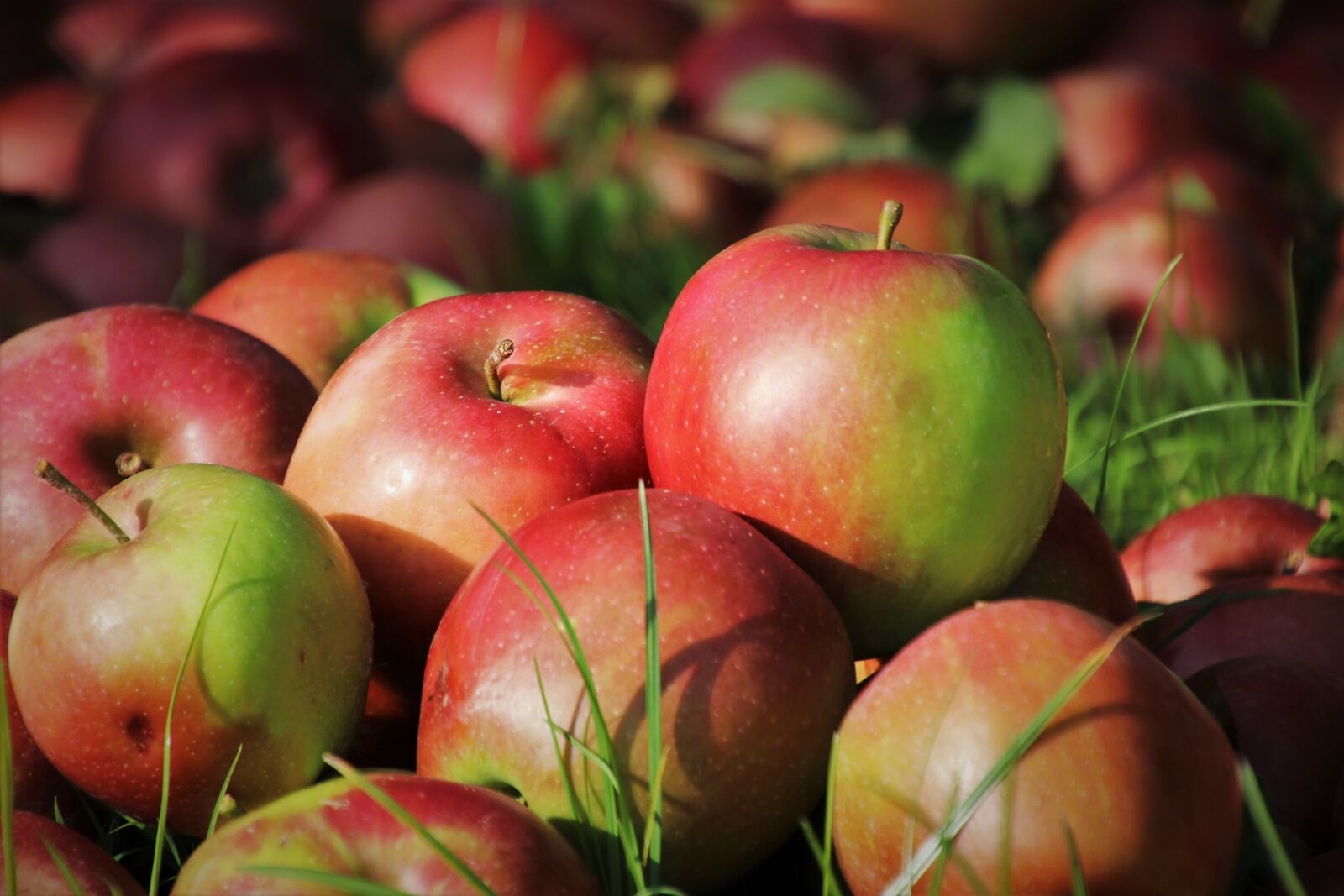 Canon EOS 80D sample photo. Apples, fruits, fresh photography