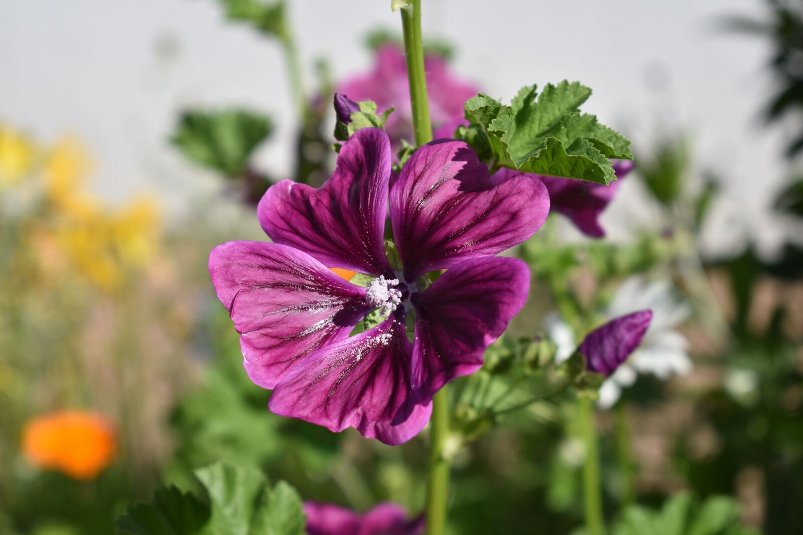 Nikon D3400 sample photo. Flower, meadow, close up photography