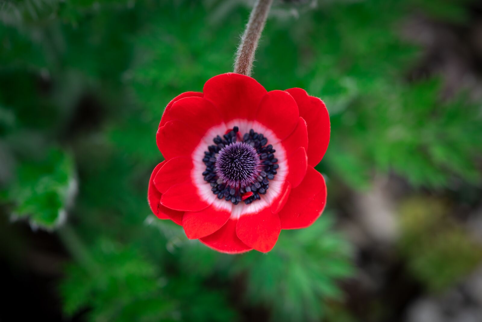 Nikon D750 sample photo. Flower, anemone, crown anemone photography