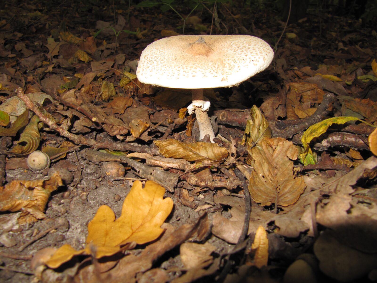 Canon PowerShot SX200 IS sample photo. Forest, mushrooms, autumn photography