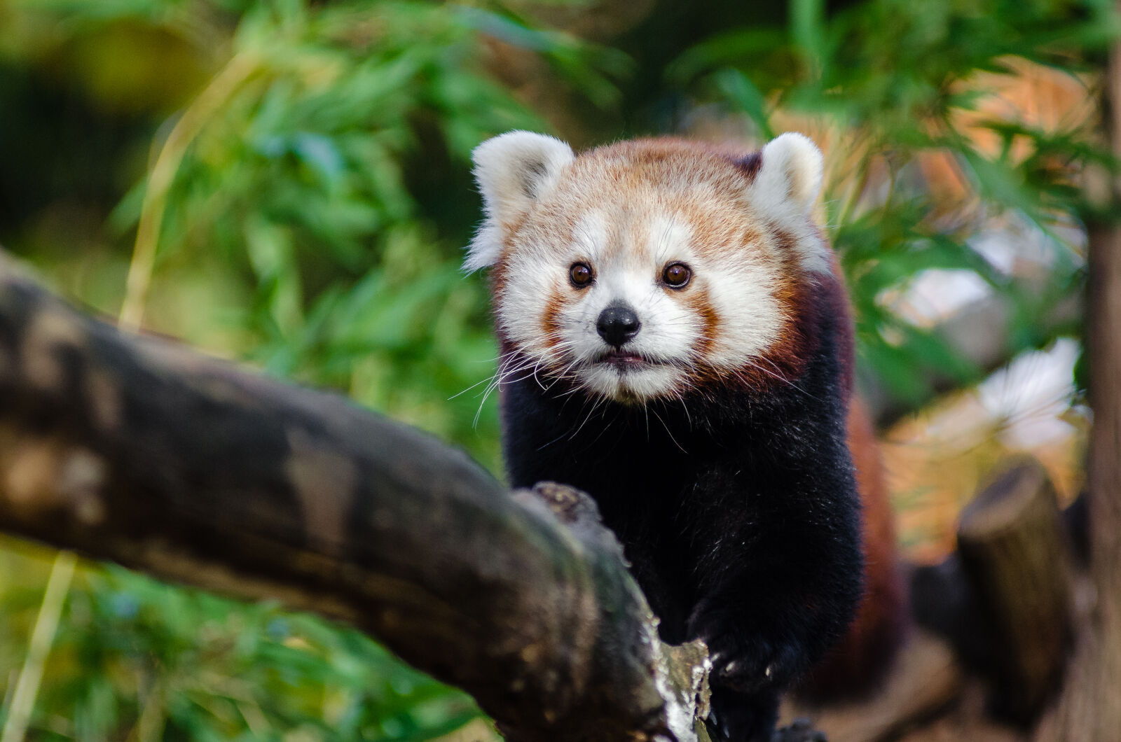 AF Zoom-Nikkor 80-200mm f/2.8 ED sample photo