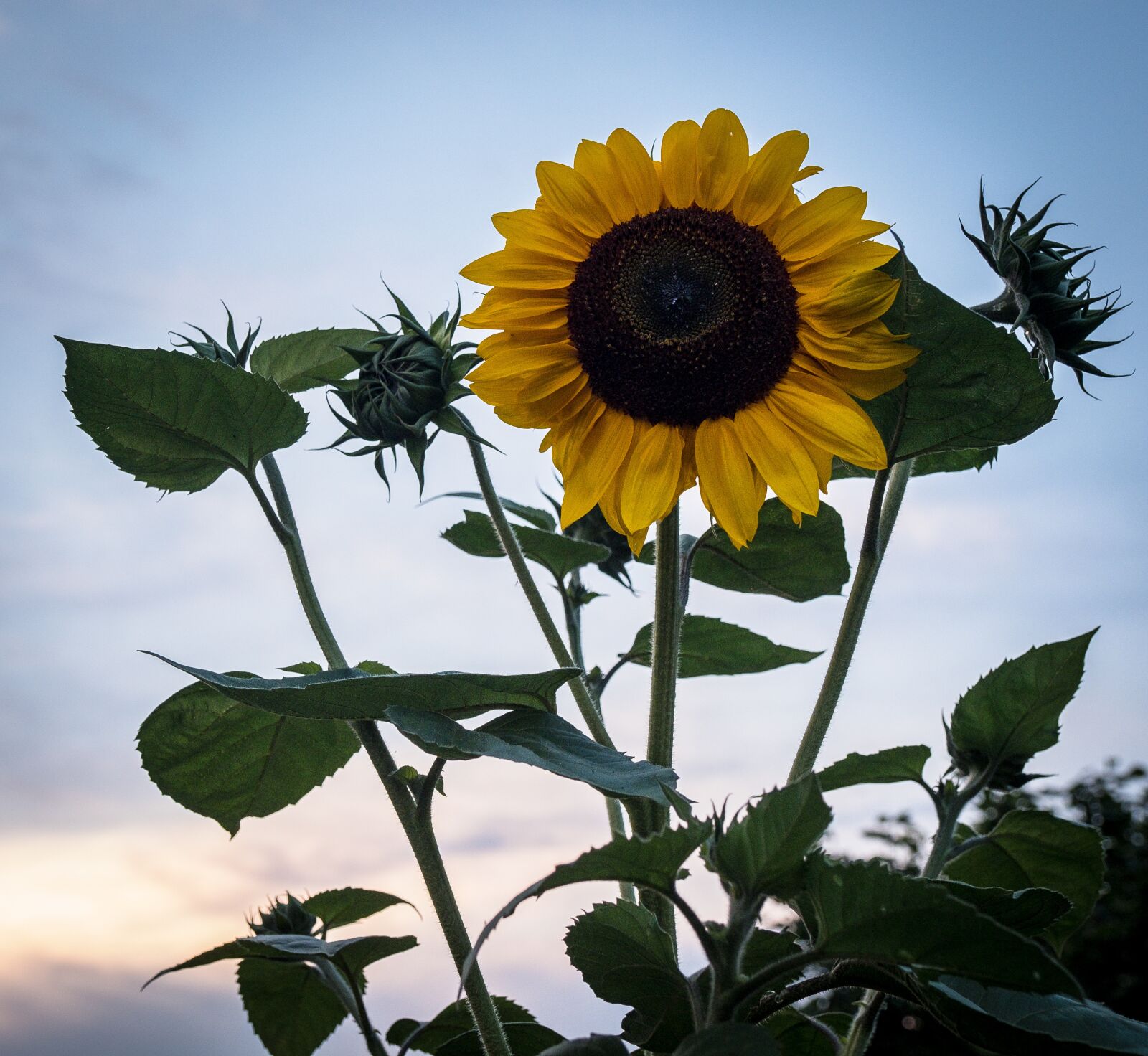 Fujifilm X-T2 sample photo. Sunflower, green, yellow photography