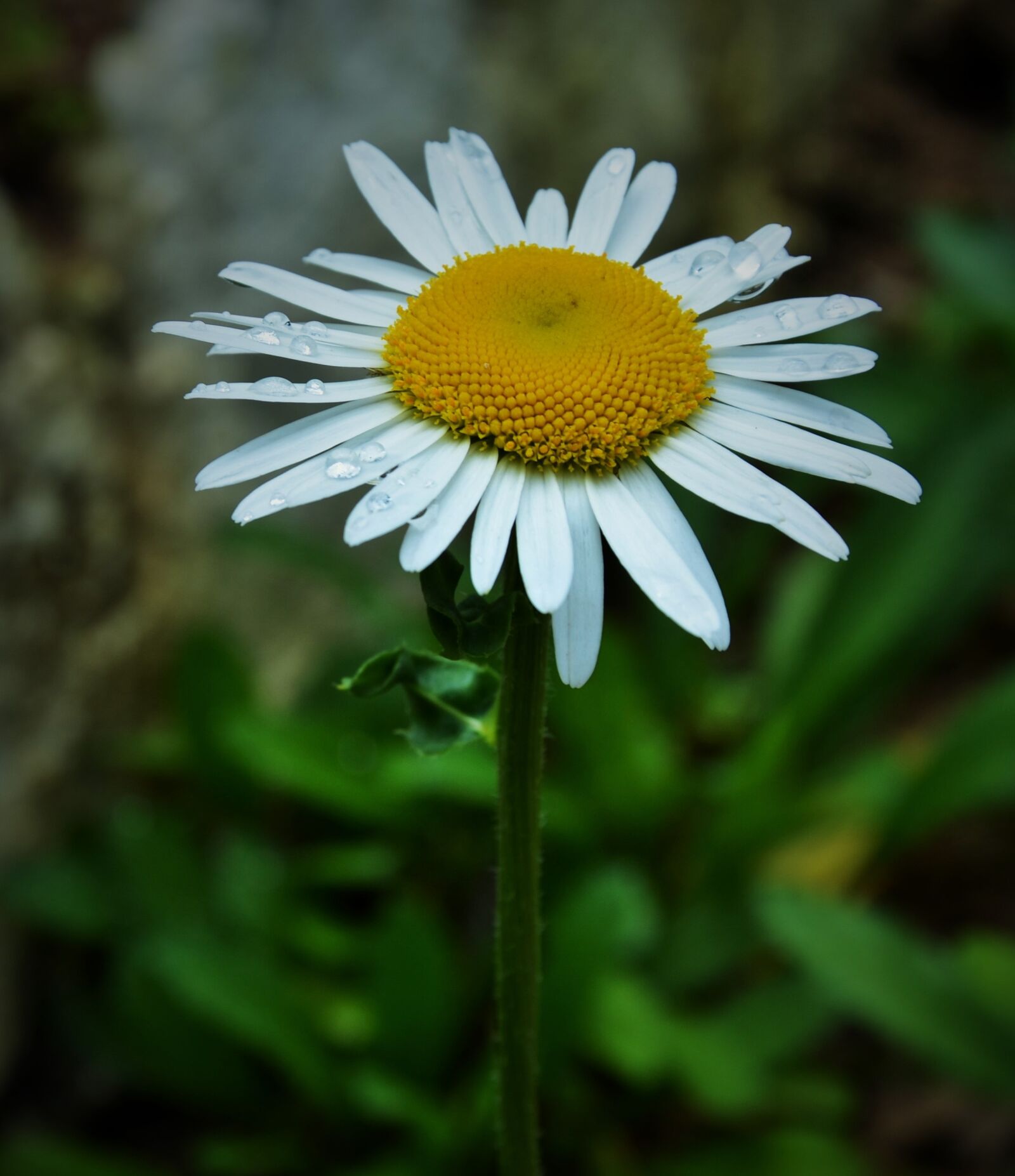 Nikon D5100 sample photo. Flower, garden, nature photography