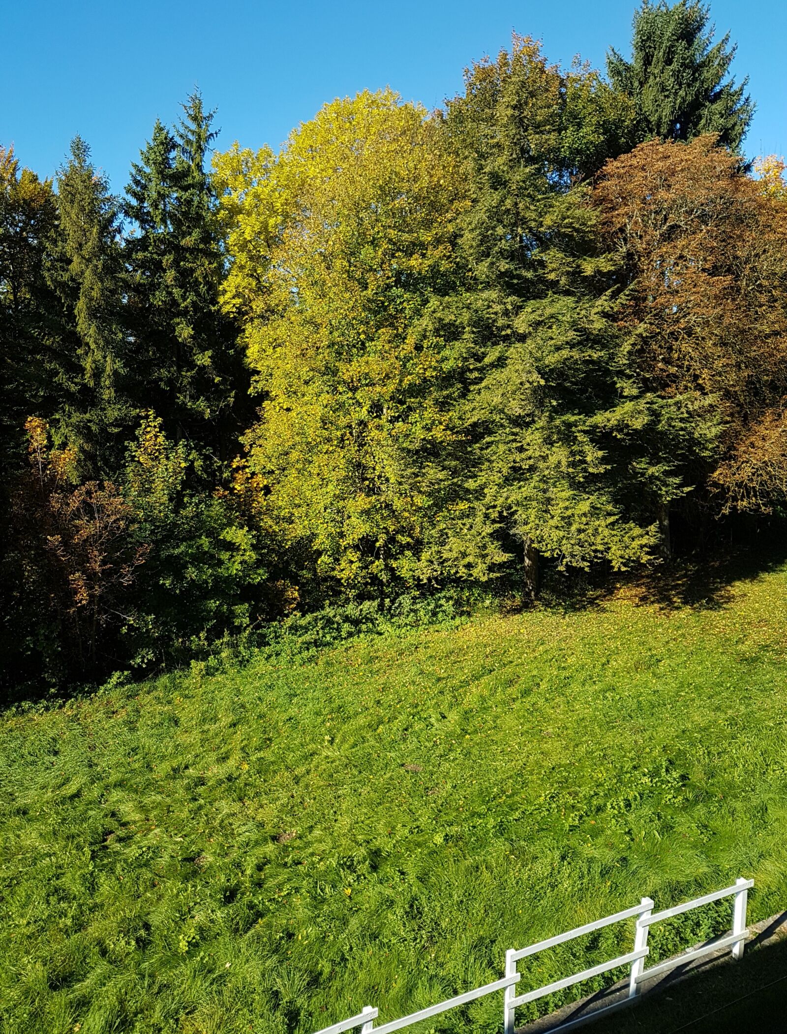 Samsung Galaxy S7 Edge sample photo. Summer border, october, forest photography