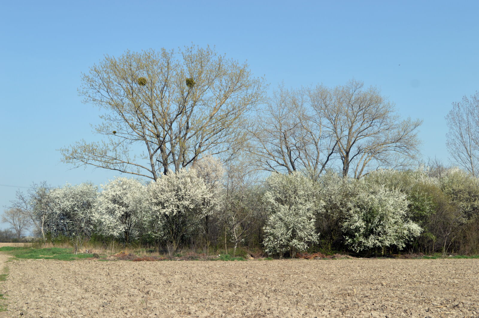 Nikon D3200 sample photo. Nature, nature, photography photography