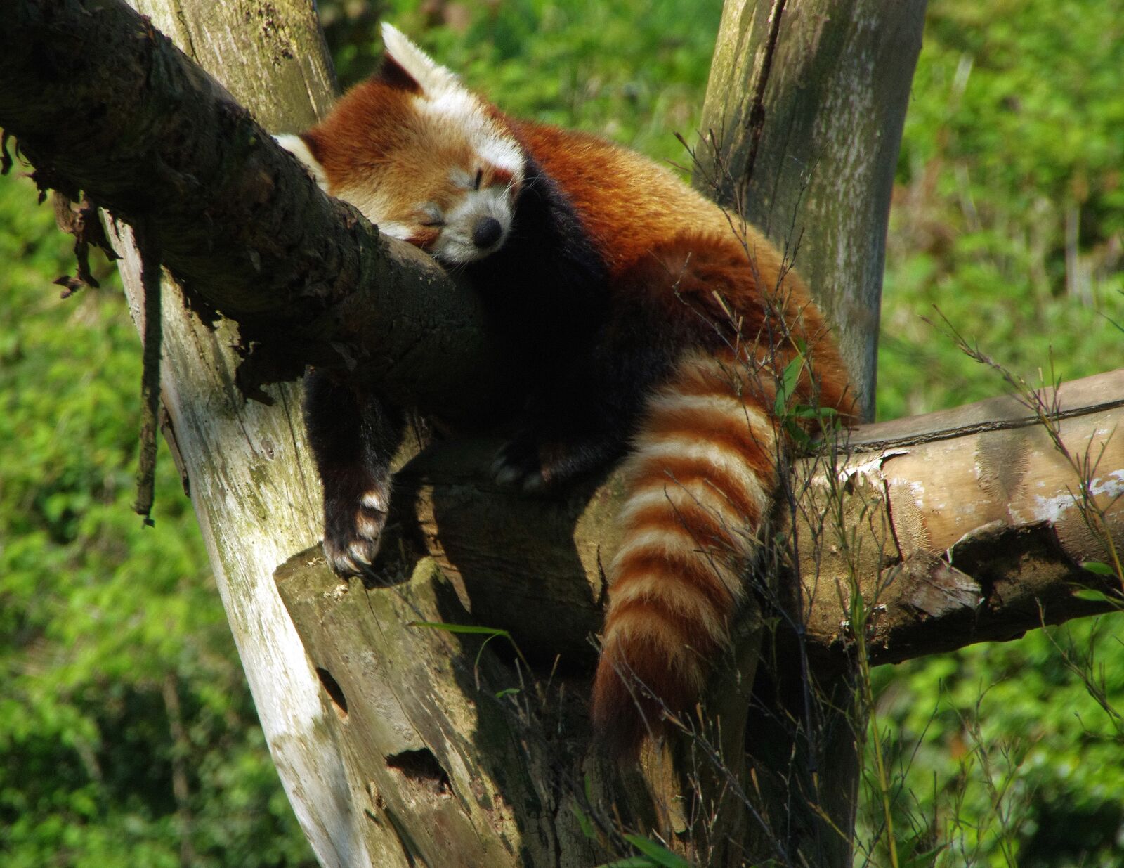 Pentax K-5 sample photo. Panda, roux, zoo lille photography