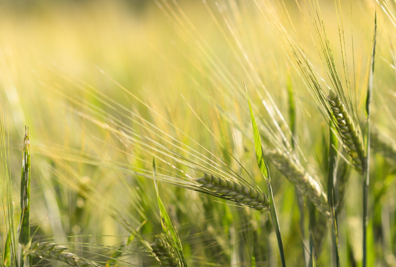 Nikon D610 sample photo. Spike, wheat, cereals photography
