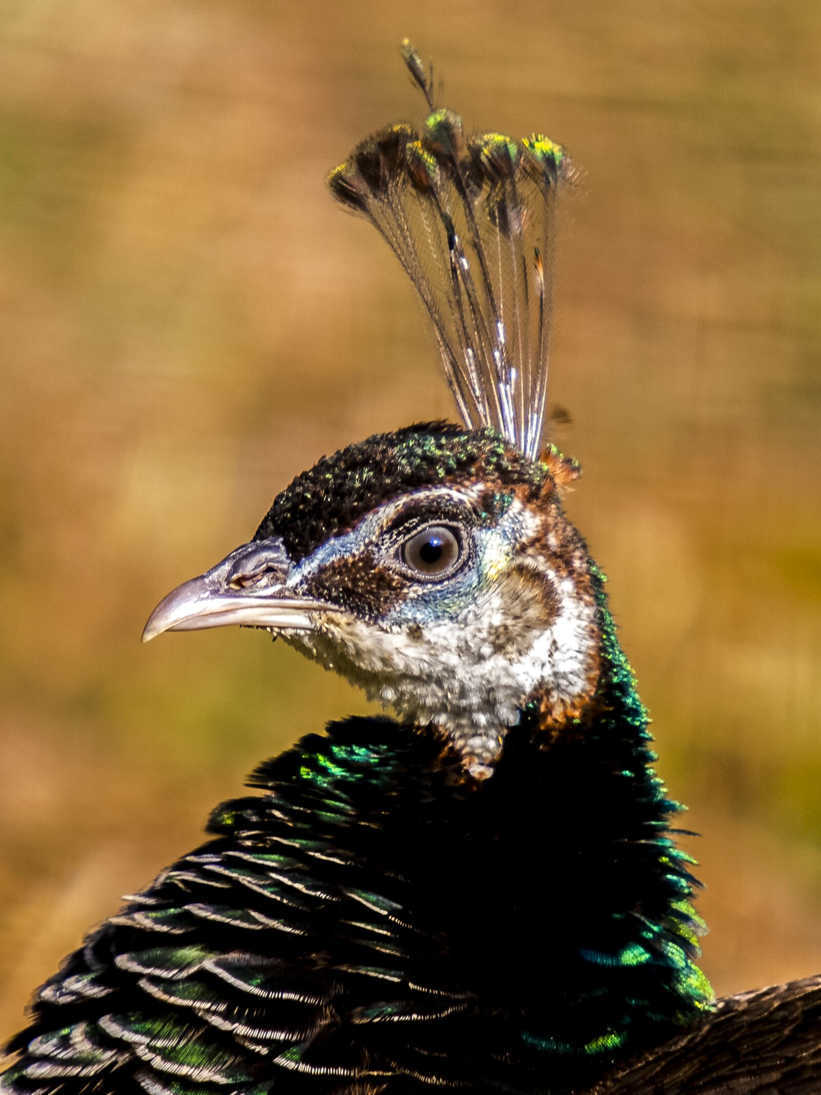 Olympus E-3 sample photo. Peacock, bird, flightless bird photography