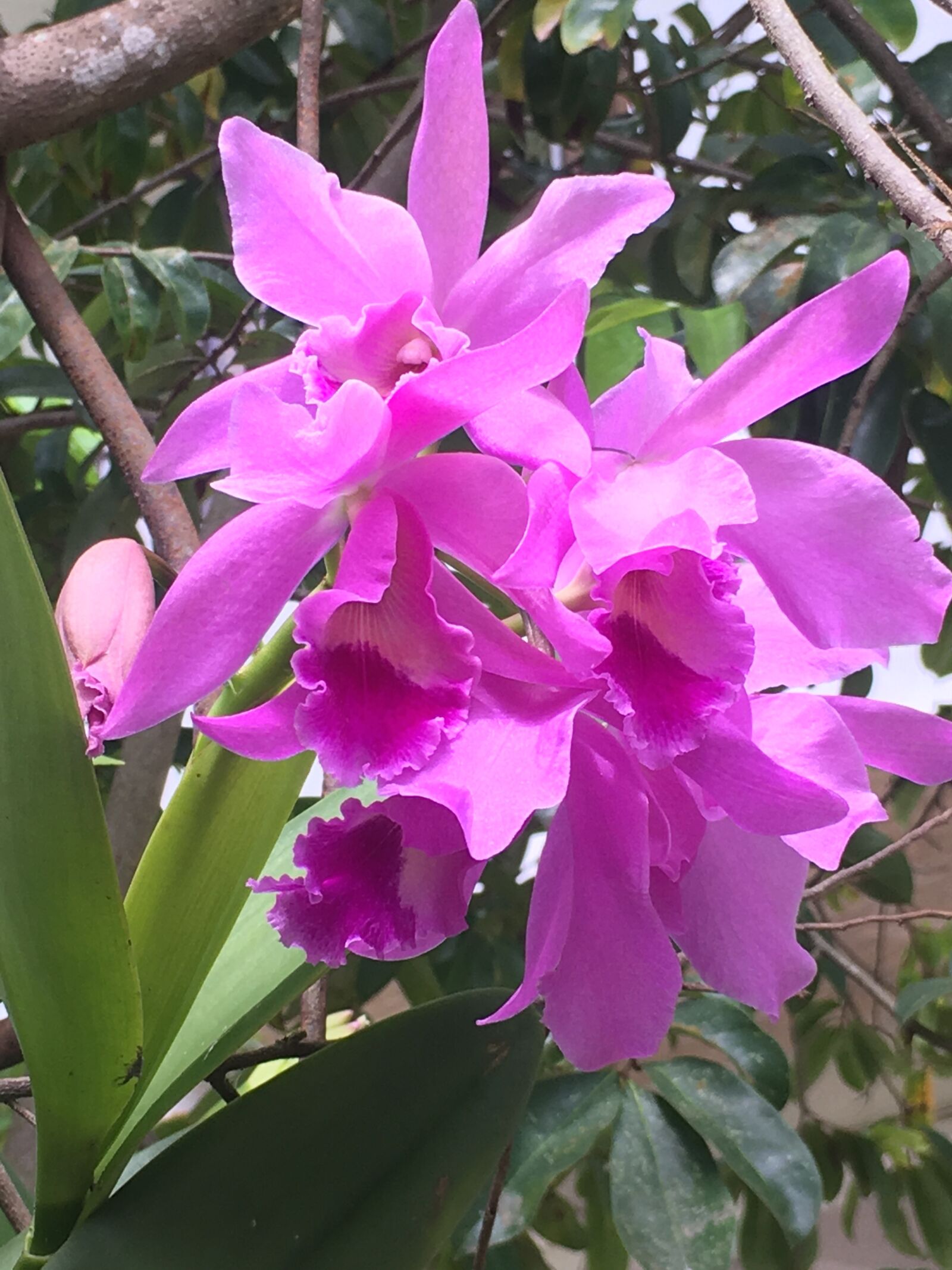 Apple iPhone 6s Plus + iPhone 6s Plus back camera 4.15mm f/2.2 sample photo. Vanda orchids, green leaf photography