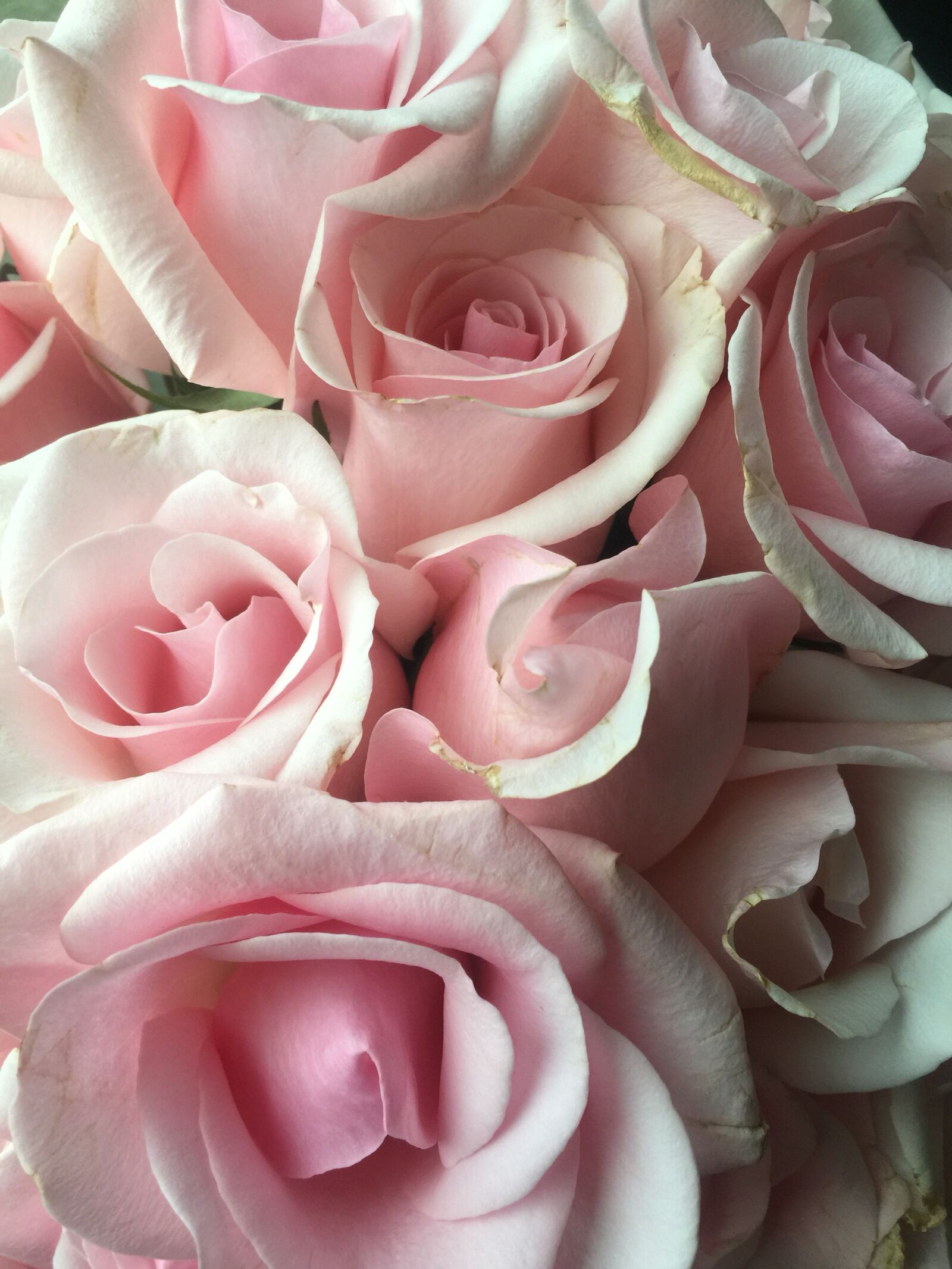 iPhone 6 Plus back camera 4.15mm f/2.2 sample photo. Pink, roses, bouquet photography