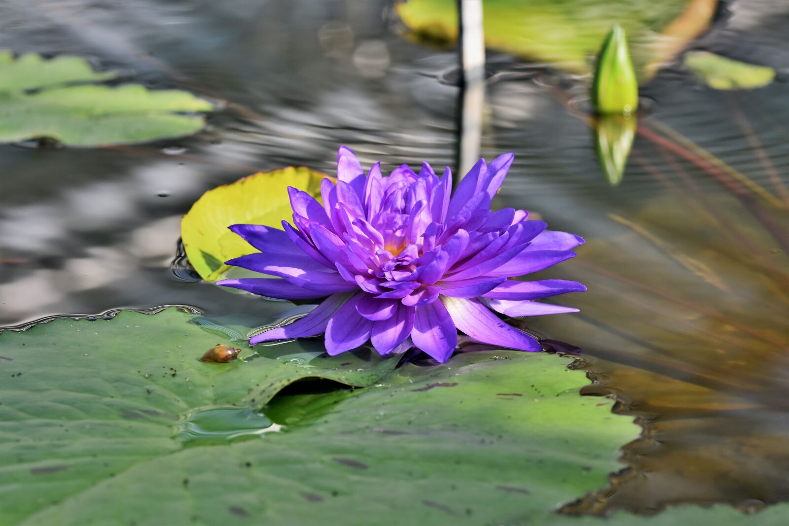 Nikon D7200 sample photo. Water lily, pond, lake photography