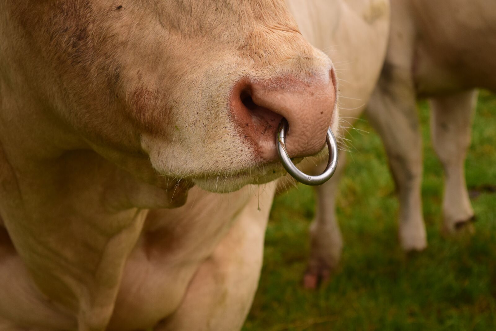 Nikon D3300 sample photo. Nose ring, bull, ruminant photography