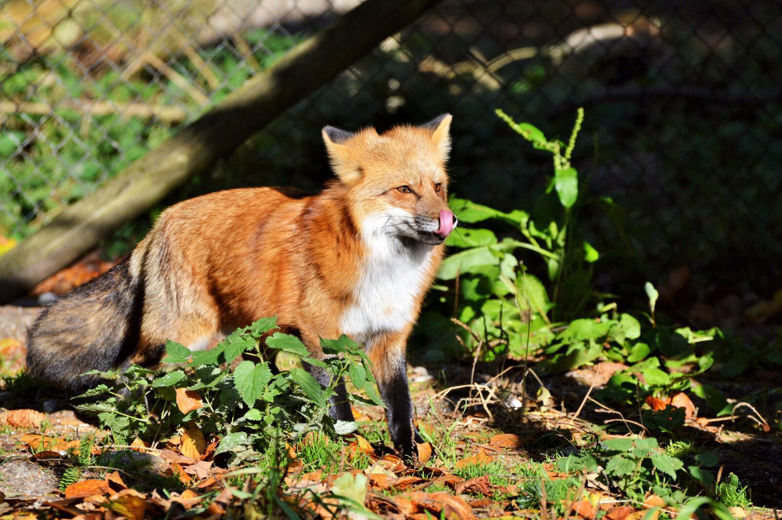 Nikon D3200 sample photo. Fuchs, red fox, predator photography