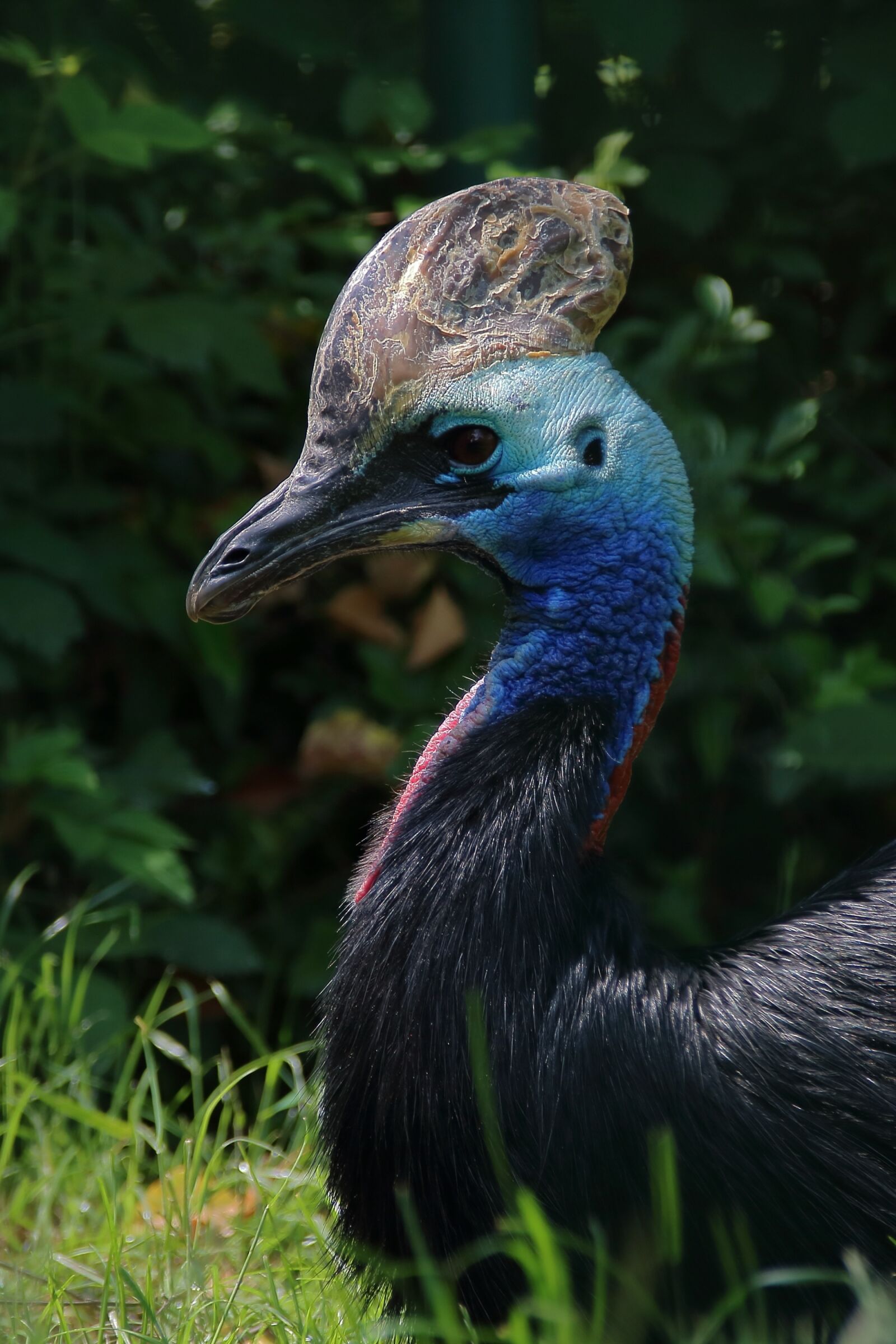 Canon EOS 750D (EOS Rebel T6i / EOS Kiss X8i) sample photo. Zoo, bird, bill photography