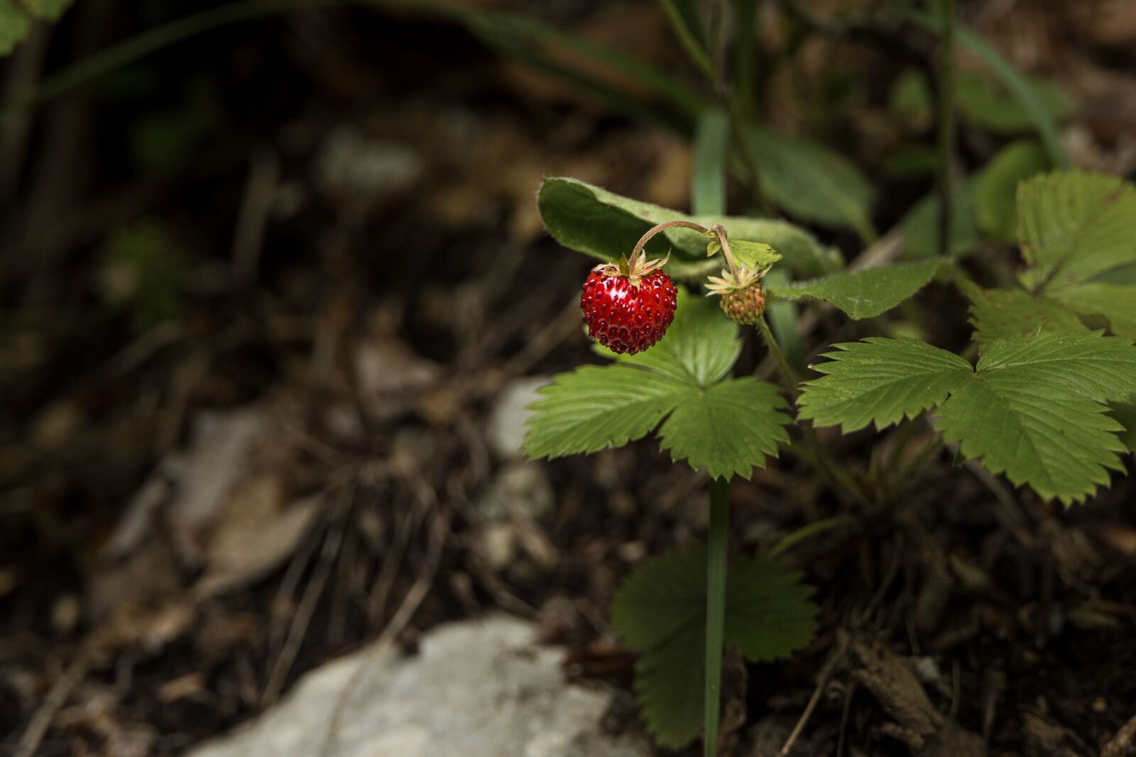 Canon EOS R sample photo. Wild strawberry, berry, wild photography