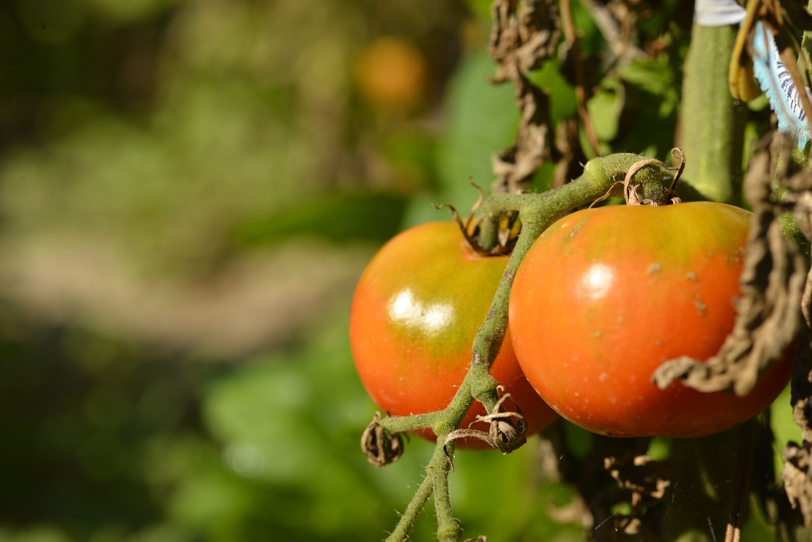 Nikon D600 sample photo. Vegetables, tomatoes, tomato photography