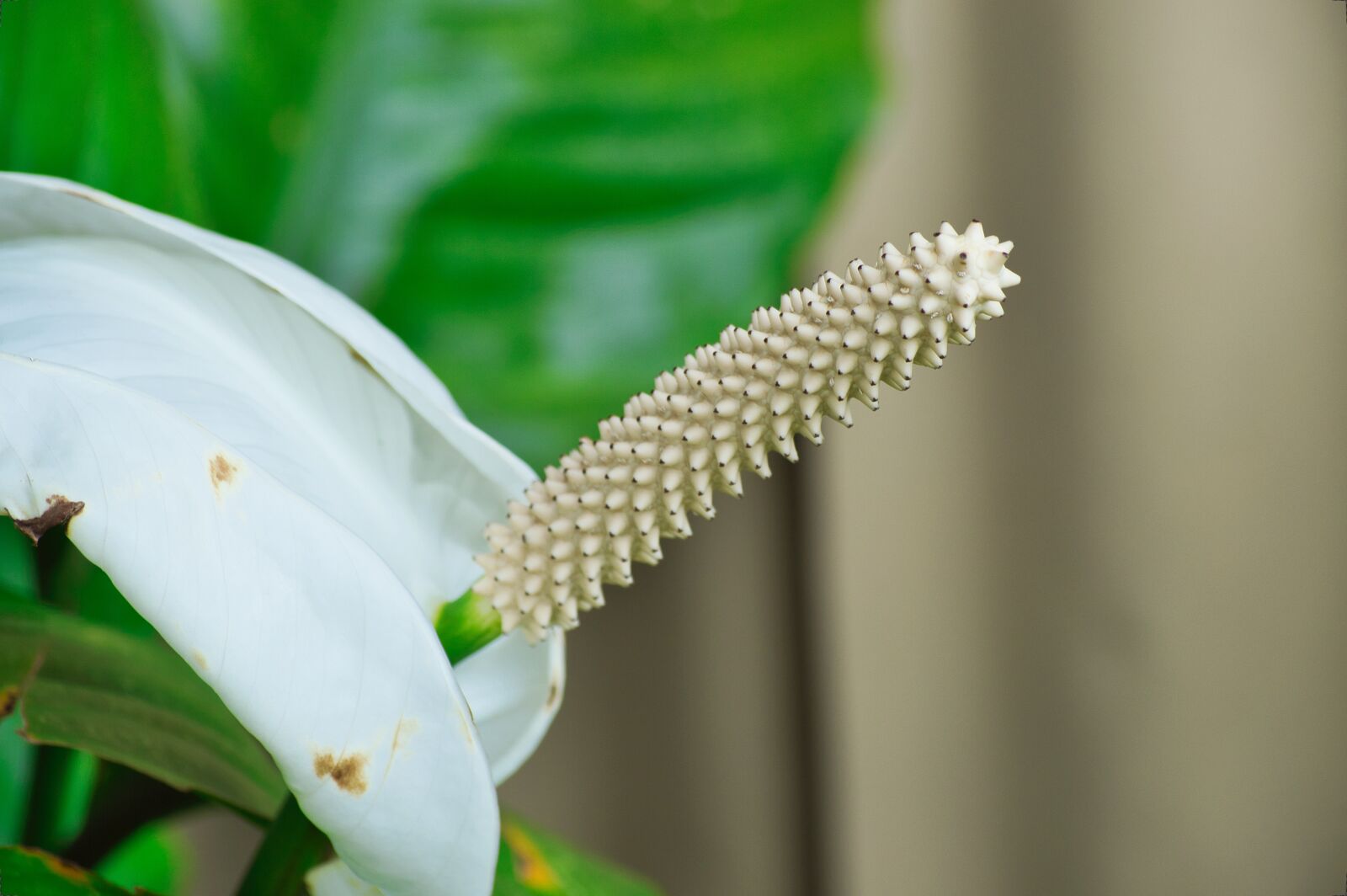Nikon D3200 sample photo. Costa rica, flowers, garden photography
