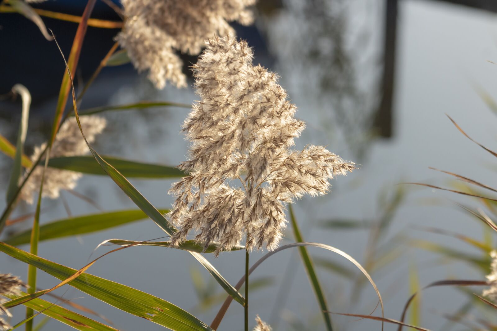 Canon EF75-300mm f/4-5.6 sample photo. Reed, villosa iris, aquatic photography