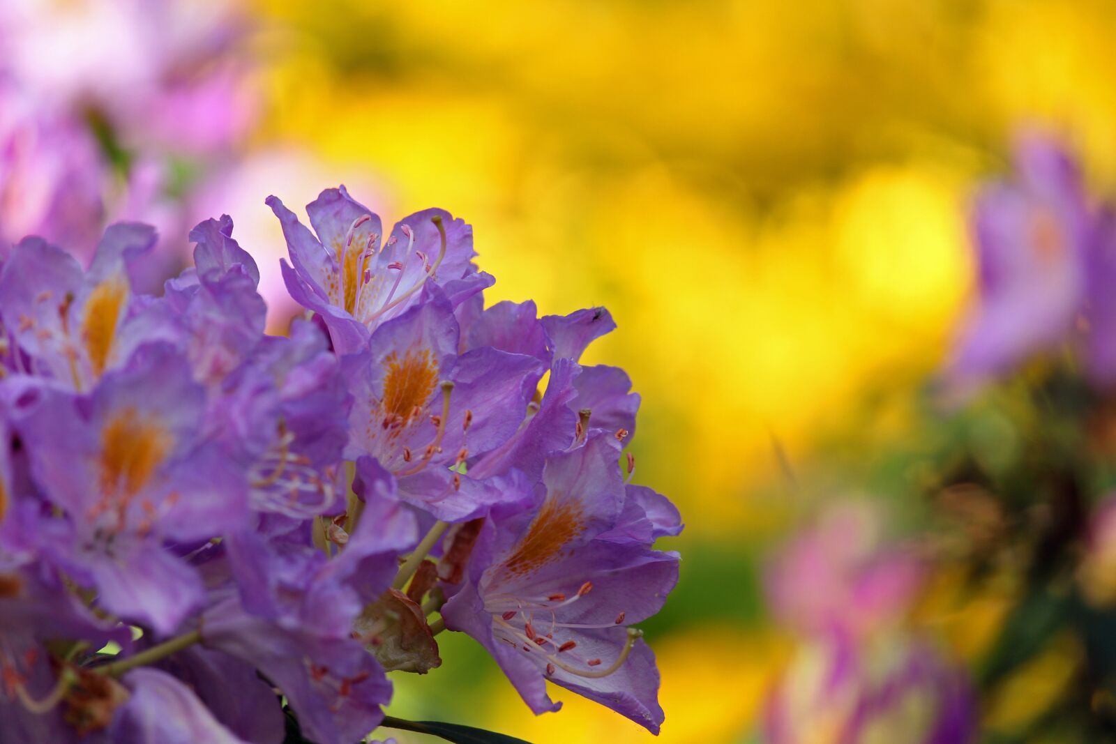 Canon EF-S 55-250mm F4-5.6 IS STM sample photo. Rhododendron, arboretum, park photography