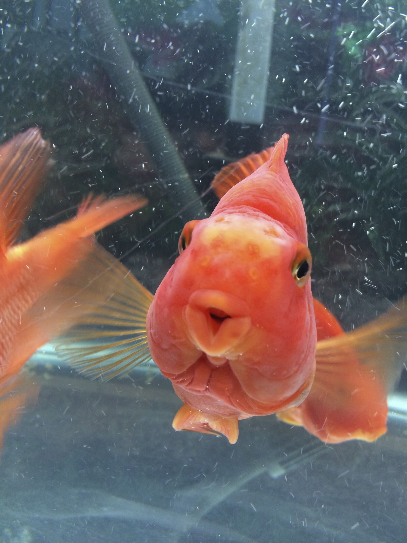 iPhone 5s back camera 4.12mm f/2.2 sample photo. Fish, orange, water photography