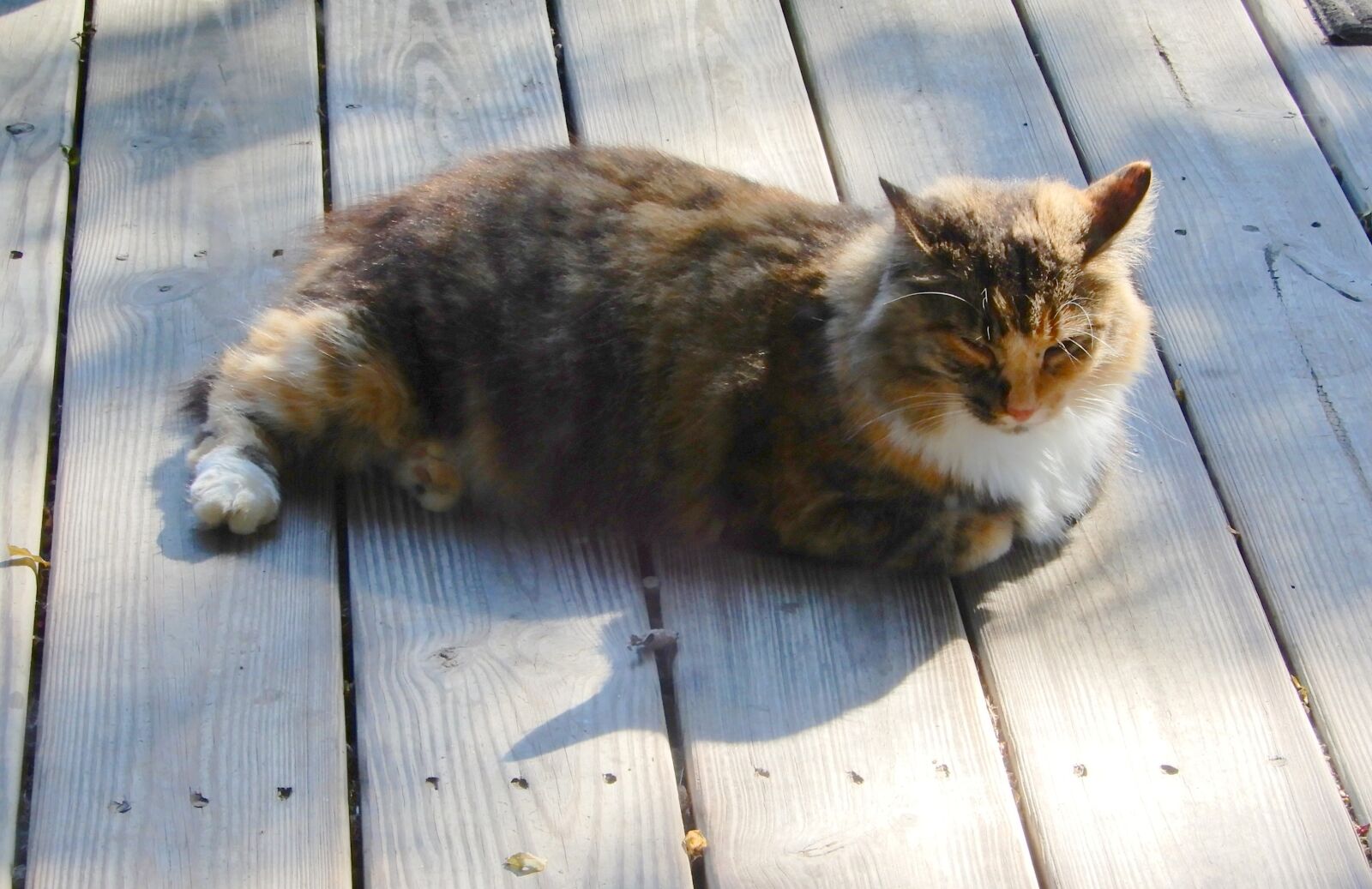 Nikon Coolpix A900 sample photo. Cat, long-haired, feline photography