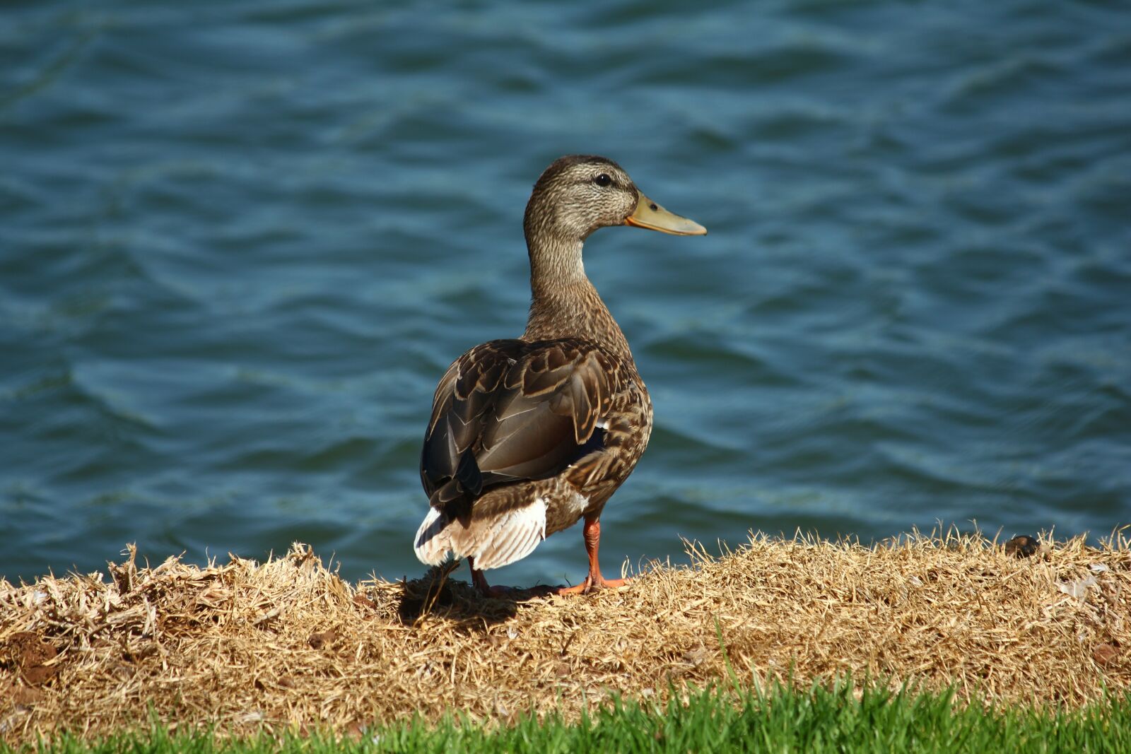 Canon EOS 550D (EOS Rebel T2i / EOS Kiss X4) sample photo. Water, duck, grass photography
