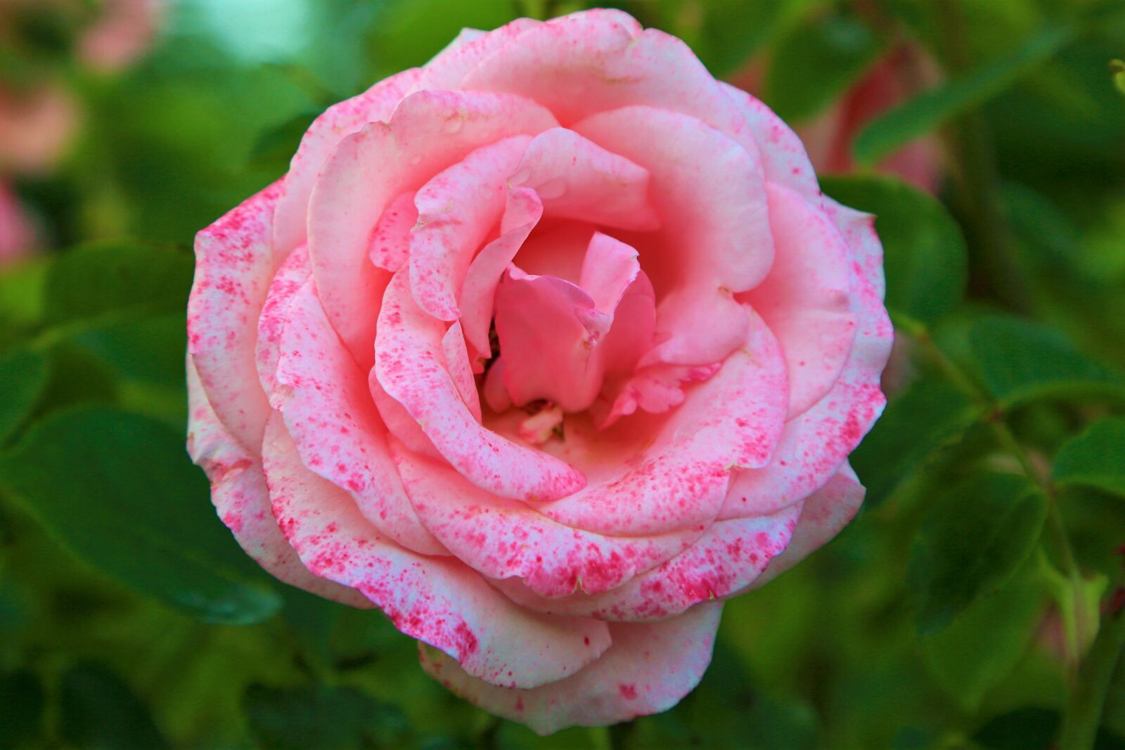 Canon EOS 5D Mark III sample photo. Rose, spring, nature photography