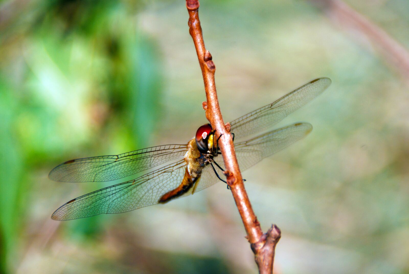 Nikon D40X sample photo. Dragonfly, bug, insect photography