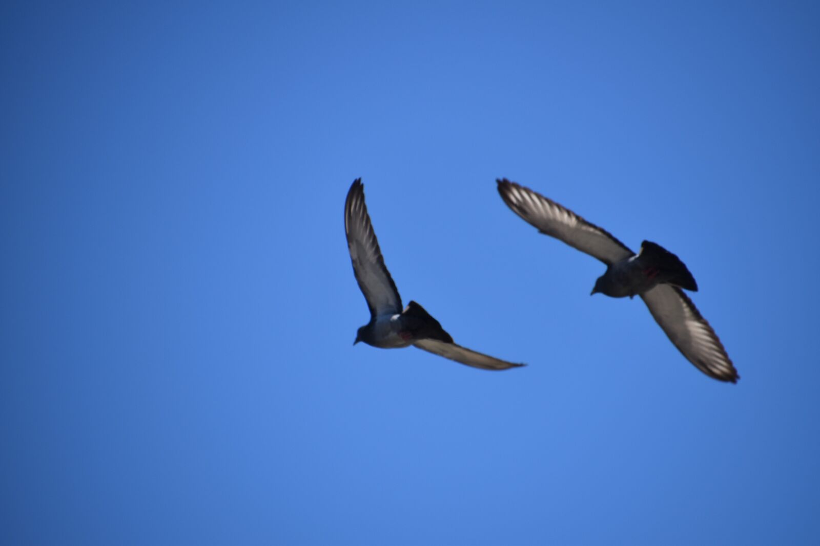 Nikon D5600 sample photo. Nature, covid, freedom photography