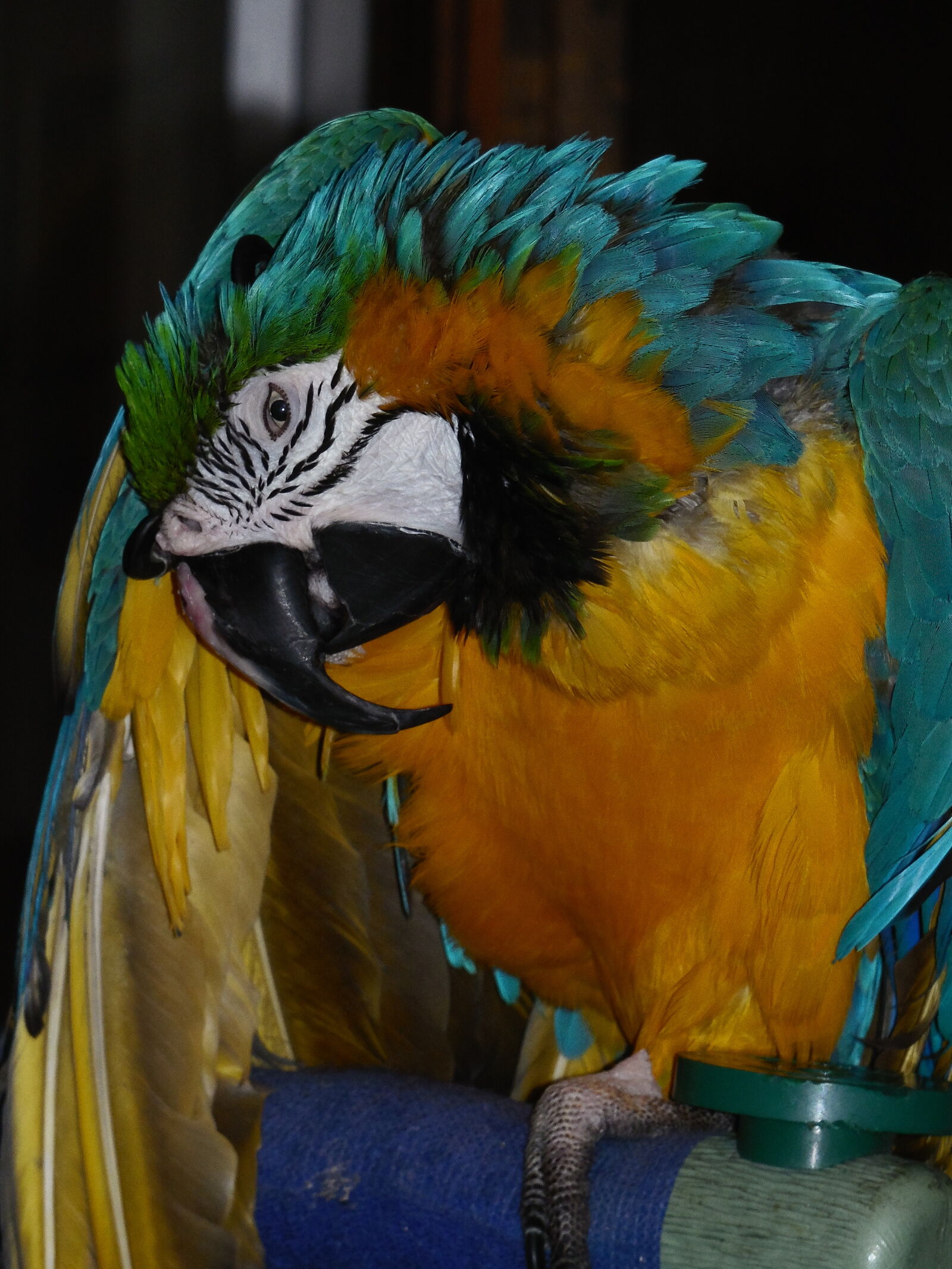 Samsung WB2200F sample photo. Blue, gold, macaw, macaw photography