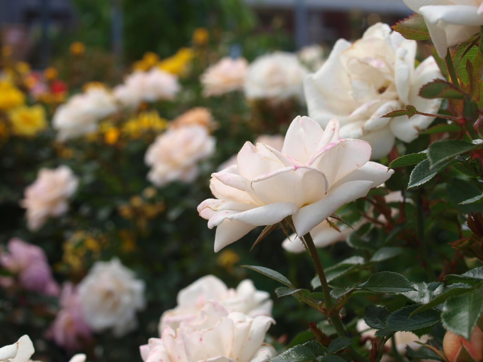 Olympus E-520 (EVOLT E-520) sample photo. Flower, roses, bloom photography