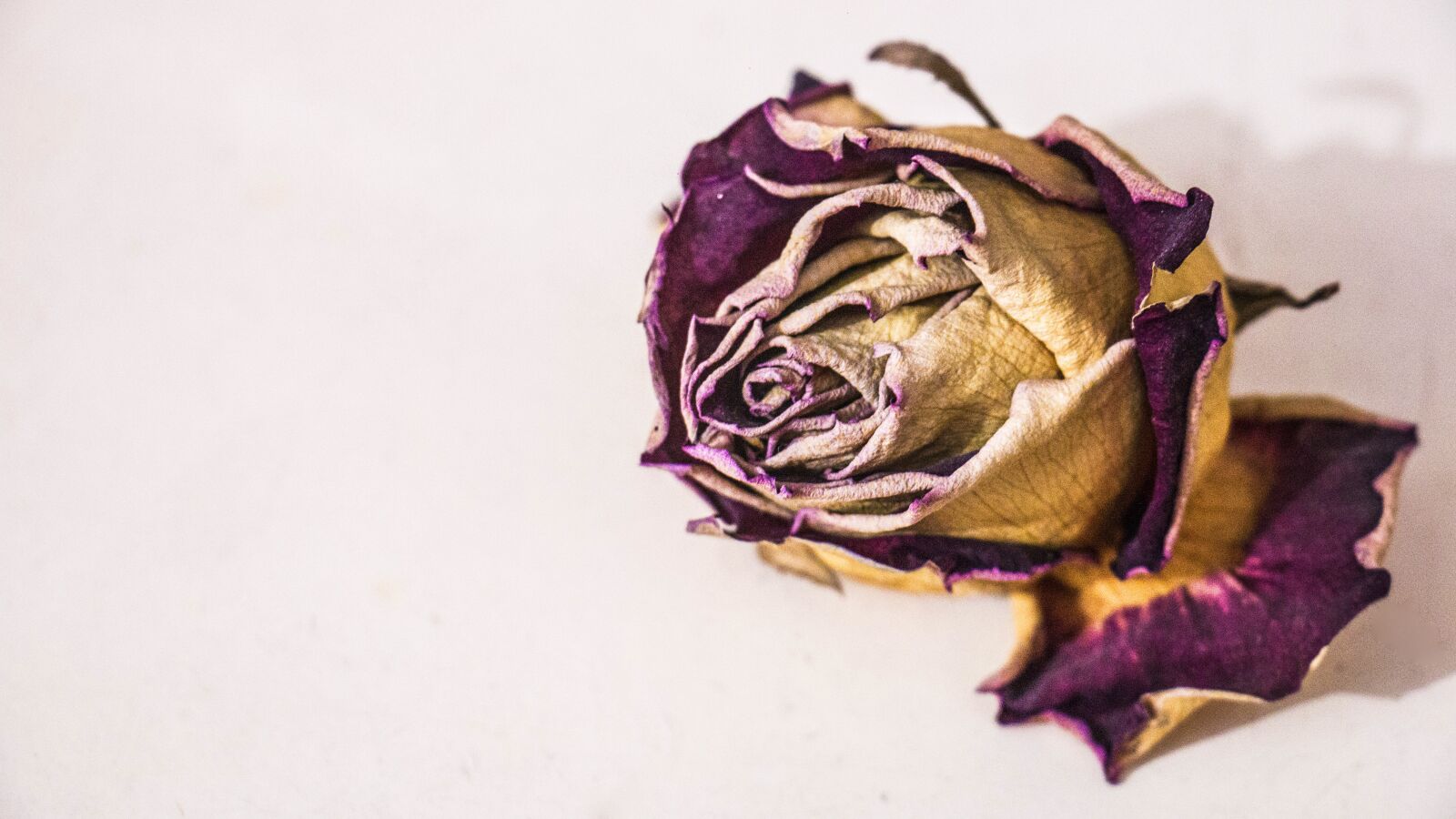 Canon EOS 70D sample photo. Flower, rosa, death photography