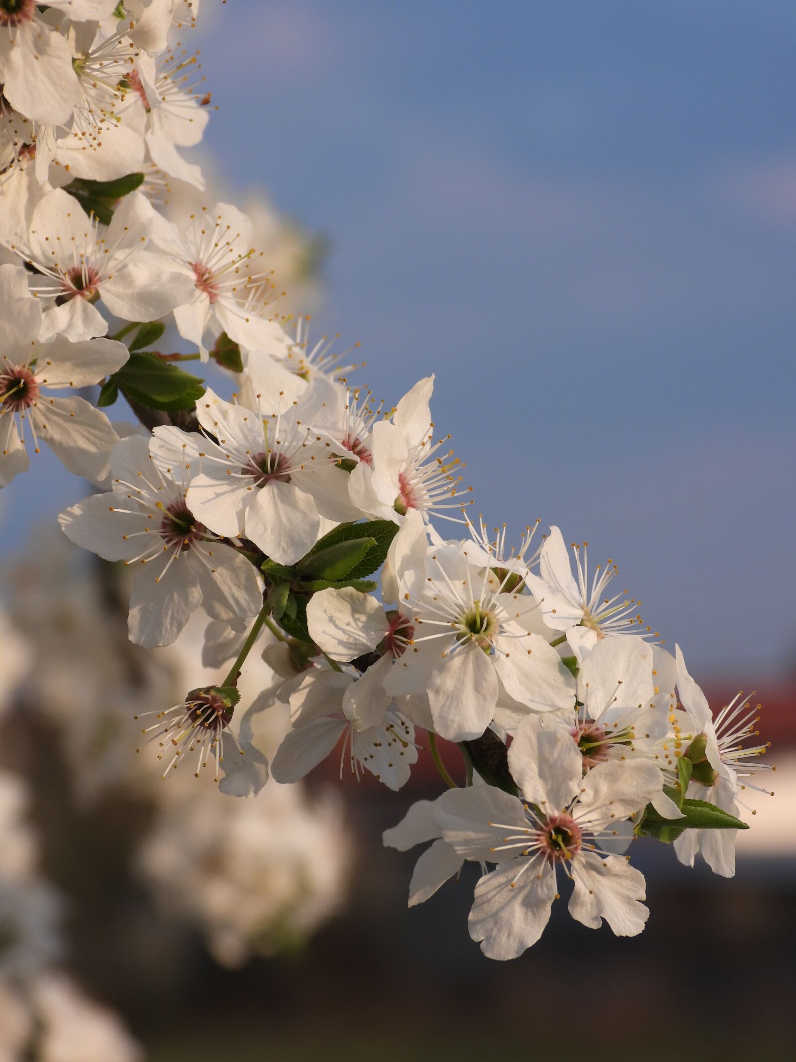 Nikon Coolpix P1000 sample photo. Plum, flowers, flowering photography